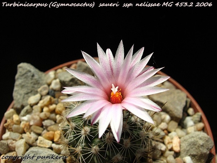  - CACTI IN FLOWER