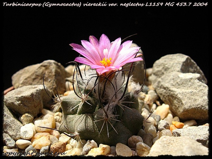  - CACTI IN FLOWER