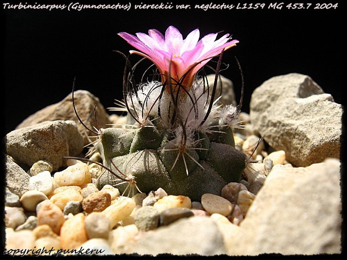 - CACTI IN FLOWER