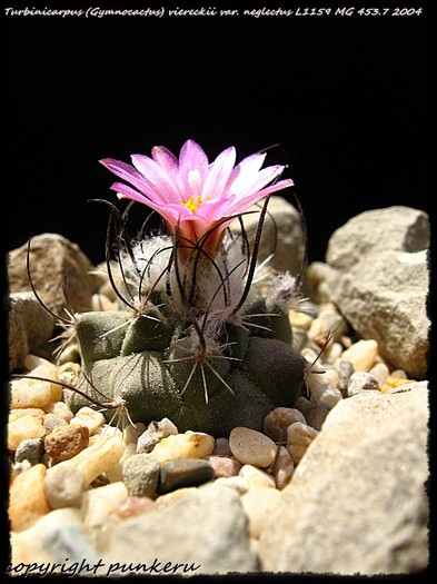  - CACTI IN FLOWER