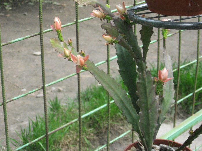 Bobocii de epi se deschid - Cactusi si suculente 2011