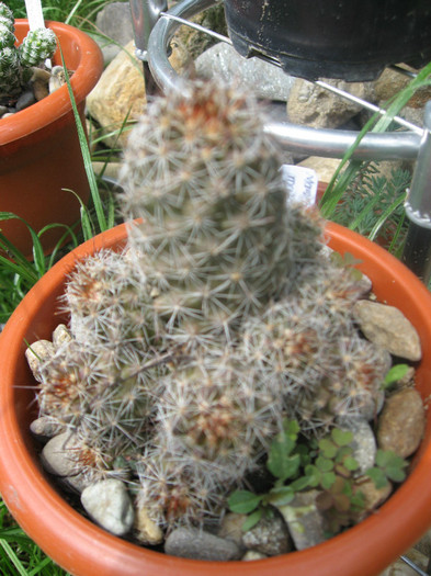 Mammilaria matl.