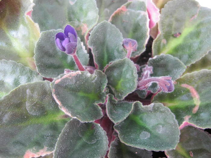Violete 11 - violete