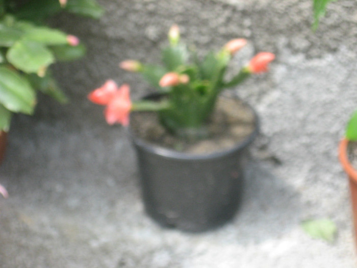 Schlumbergera - Cactusi si suculente 2011