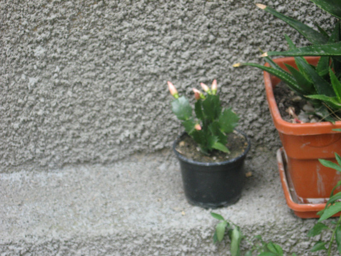 Schlumbergera - Cactusi si suculente 2011