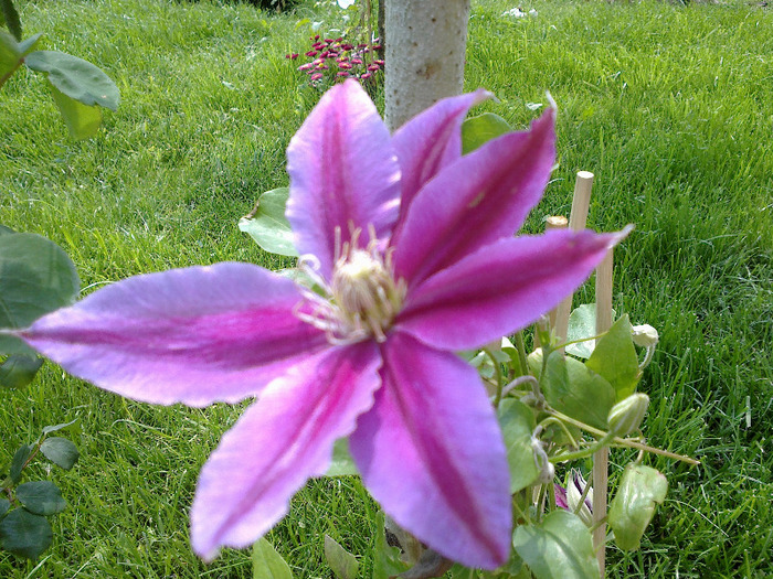 clematis Dr. Ruppel - clematite