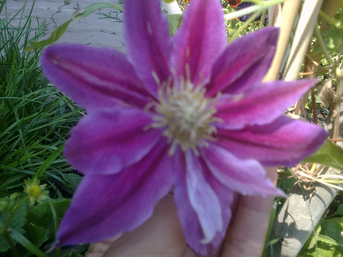 clematis Dr. Ruppel - clematite