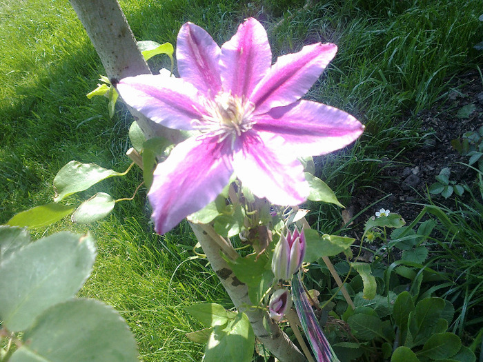 clematis Dr. Ruppel - clematite