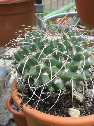 Mammillaria magnimamma - Cactusi si suculente 2011