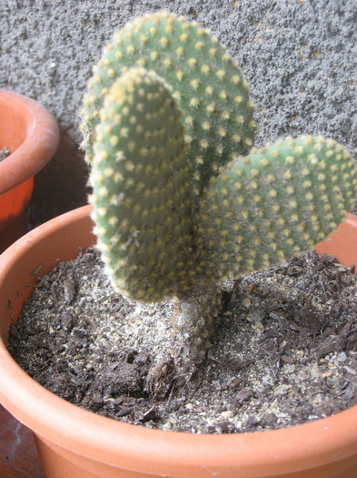 Opuntia microdasys - Cactusi si suculente 2011