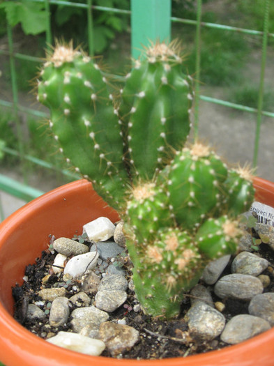 Cereus v. monstruosus - Cactusi si suculente 2011