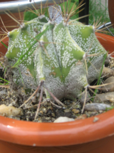 Astrophytum ornatum