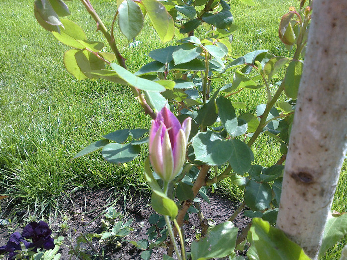 boboc clematis DR. Ruppel - clematite