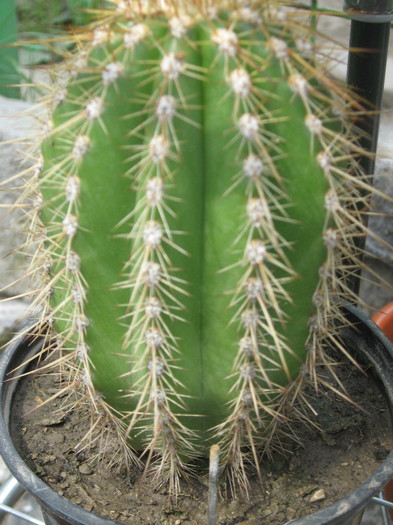 IMG_1098 - Cactusi si suculente 2011