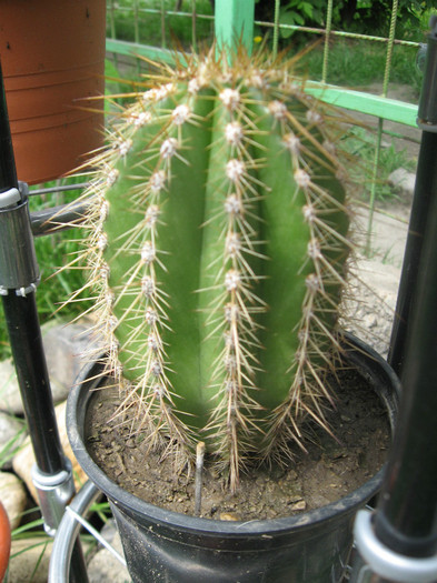 IMG_1044 - Cactusi si suculente 2011