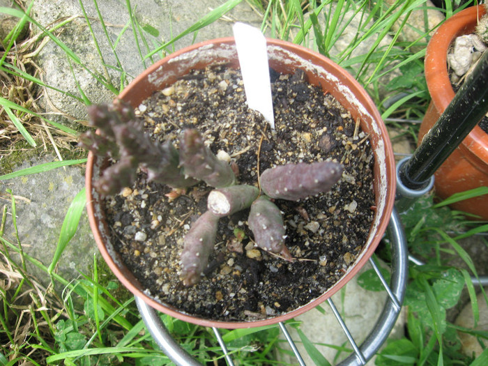 IMG_1042 - Cactusi si suculente 2011