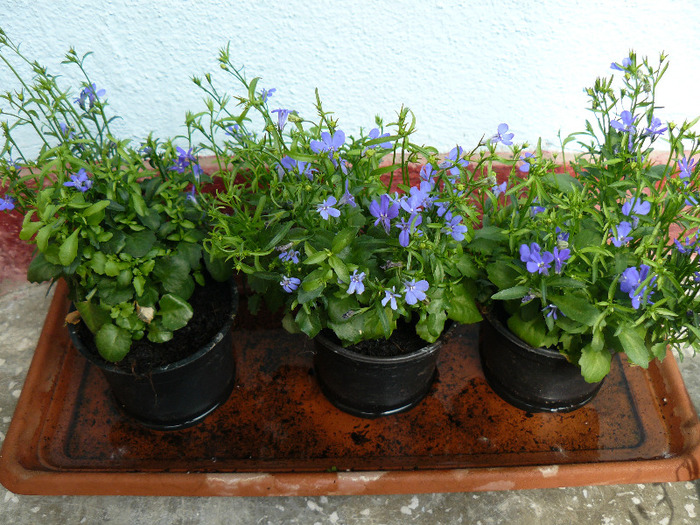 P1010353 - Lobelia