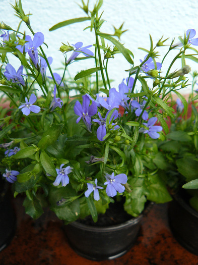 P1010354 - Lobelia