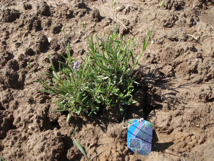 Lavanda - Gradina