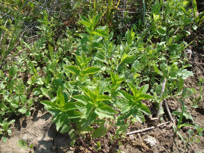 Menta - Gradina