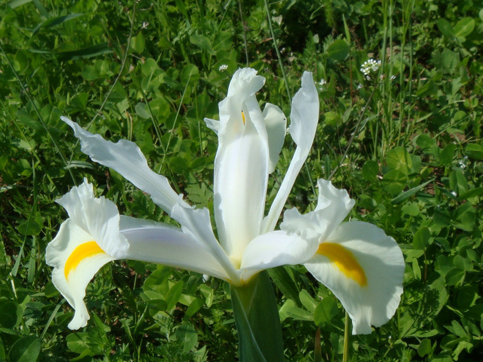 DSC02185 - Irisi