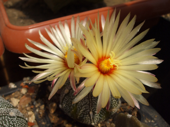 DSCF7817