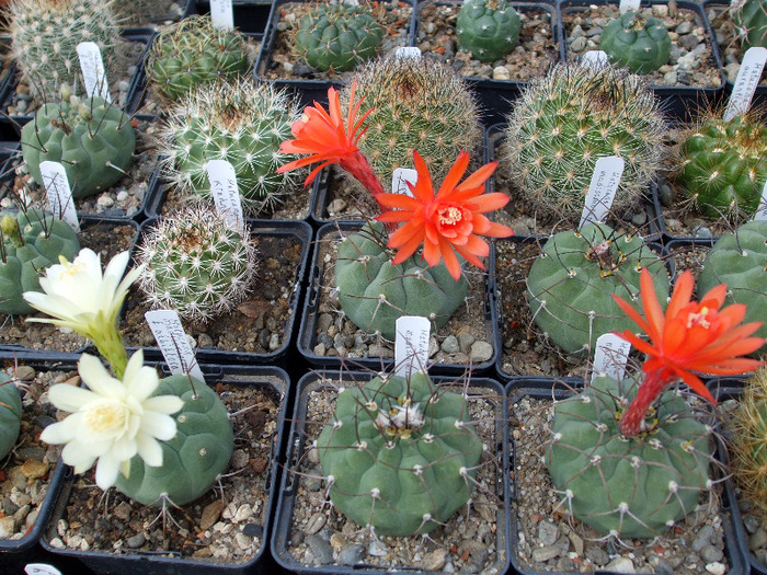 DSCF7888