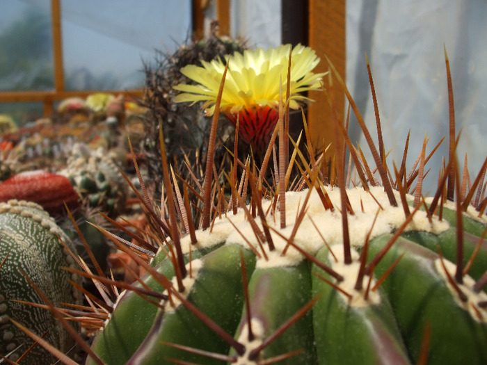 Echinocactus ingens +