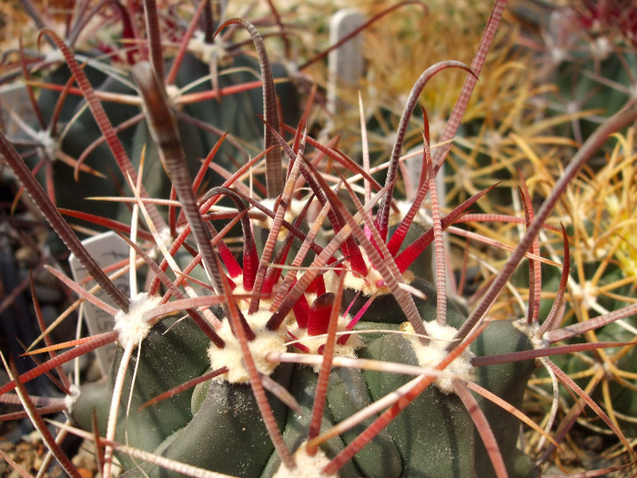 DSCF7832
