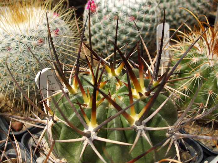 Lobivia ferox