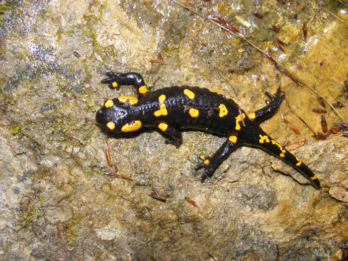 salamandra - Animale  pasari si insecte filmate de mine