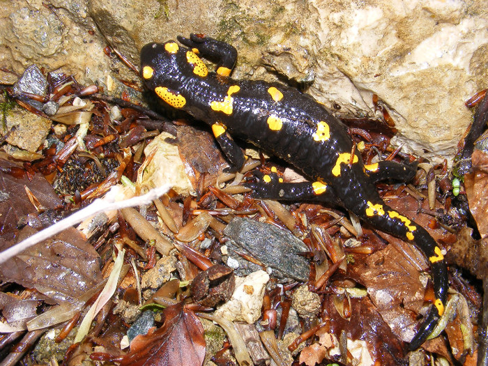 salamandra 1