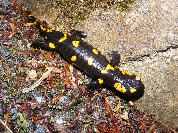 salamandra 2 - Animale  pasari si insecte filmate de mine