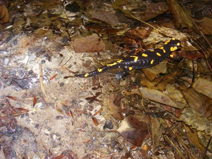 salamandra 4 - Animale  pasari si insecte filmate de mine