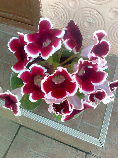 Fotografie0228 - gloxinia 2011