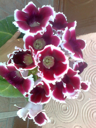 Fotografie0229 - gloxinia 2011