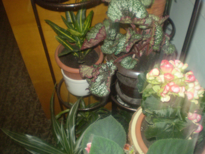 P5220203; croton si begonii
