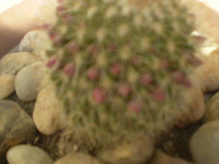 P5220206; cactus cu boboci
