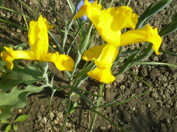 P5180139 - 05 LUNA MAI 2011