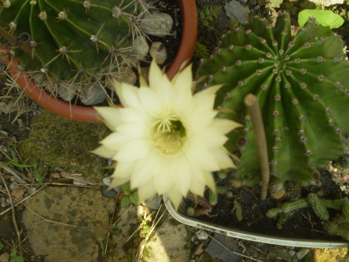 P5180141; cactus
