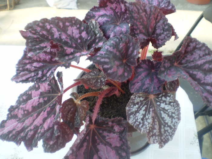 P5190150; begonia(am pierdut-o)
