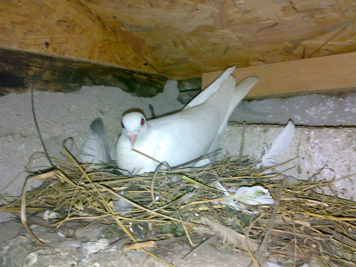 22052011755 - porumbei voiajori albi