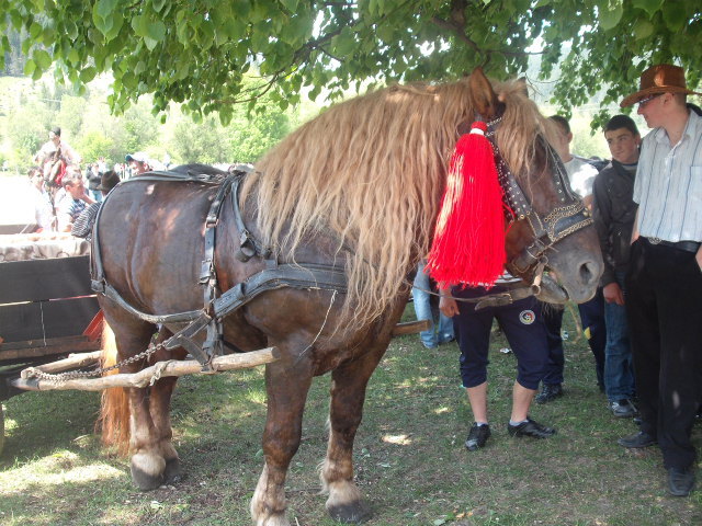 DSCF1547 - bucsoaia 2011