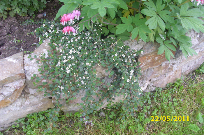 cotoneaster queen of carpets - Arbusti diversi din gradina mea