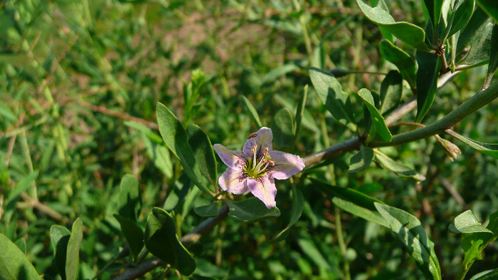 P1220997 - Tufe Goji DUMENI 2011