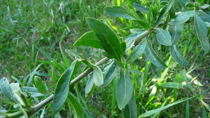 P1230009 - Tufe Goji DUMENI 2011