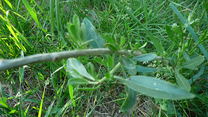 P1230010 - Tufe Goji DUMENI 2011