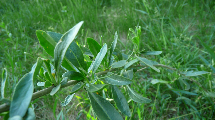 P1230011 - Tufe Goji DUMENI 2011