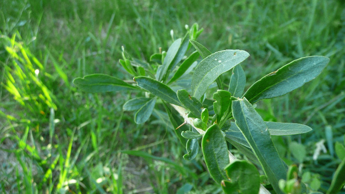 P1230012 - Tufe Goji DUMENI 2011