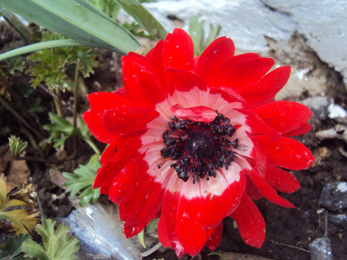 DSC07943 - GRADINA  2011